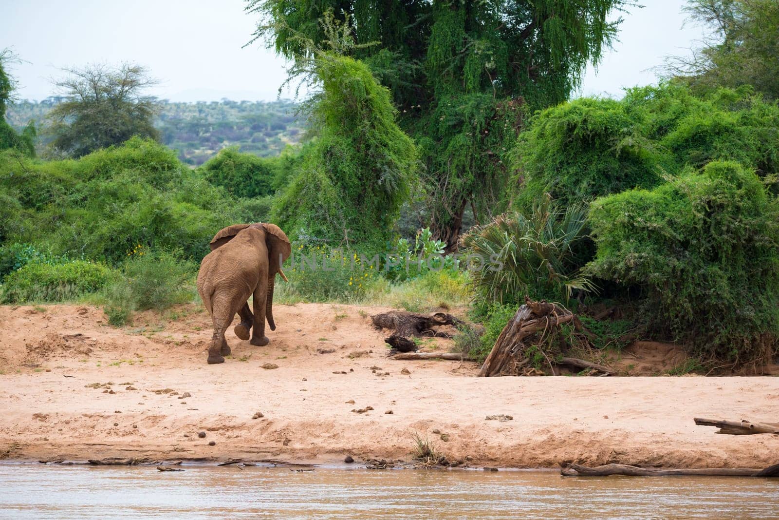 An elephant familiy on the banks of a river in the middle of the National Park