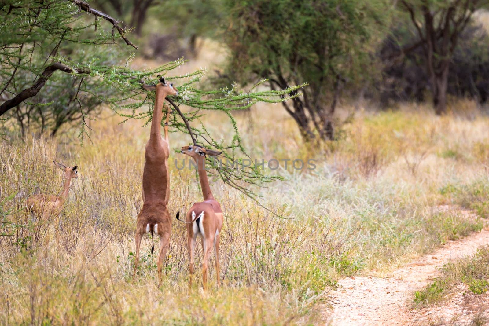 The antelopes in the grass landscape of Kenya