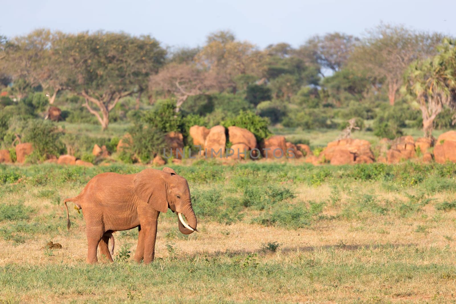 A big red elephants in Tsavo East National Park