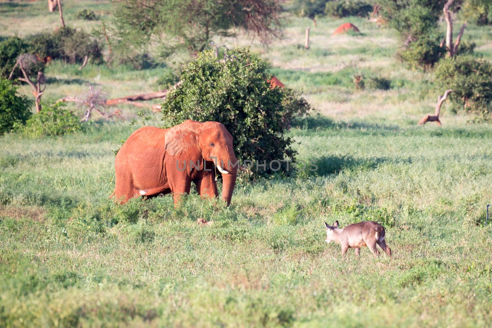 One big red elephant walks through the savannah between many plants