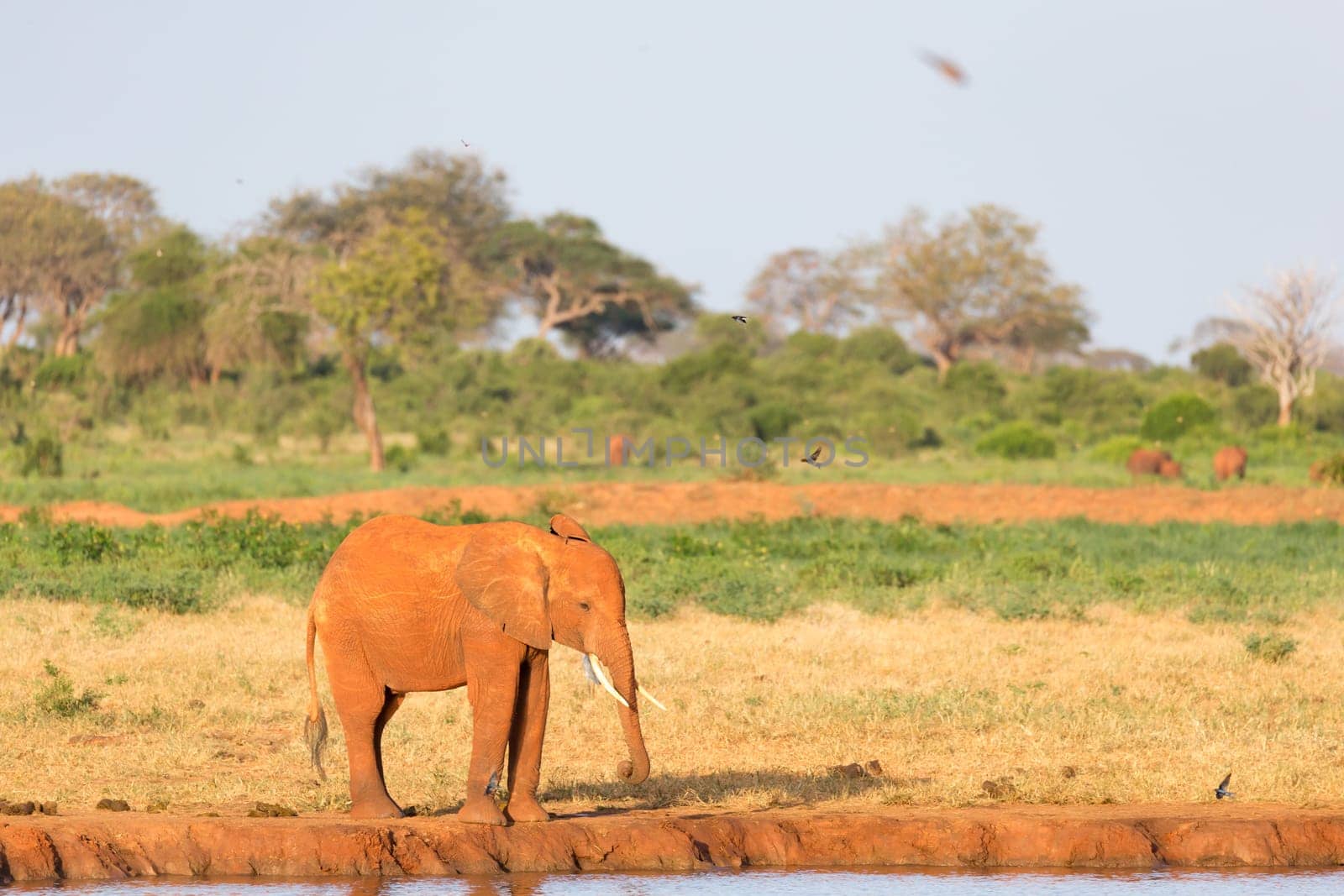 The family of red elephants at a water hole in the middle of the savannah