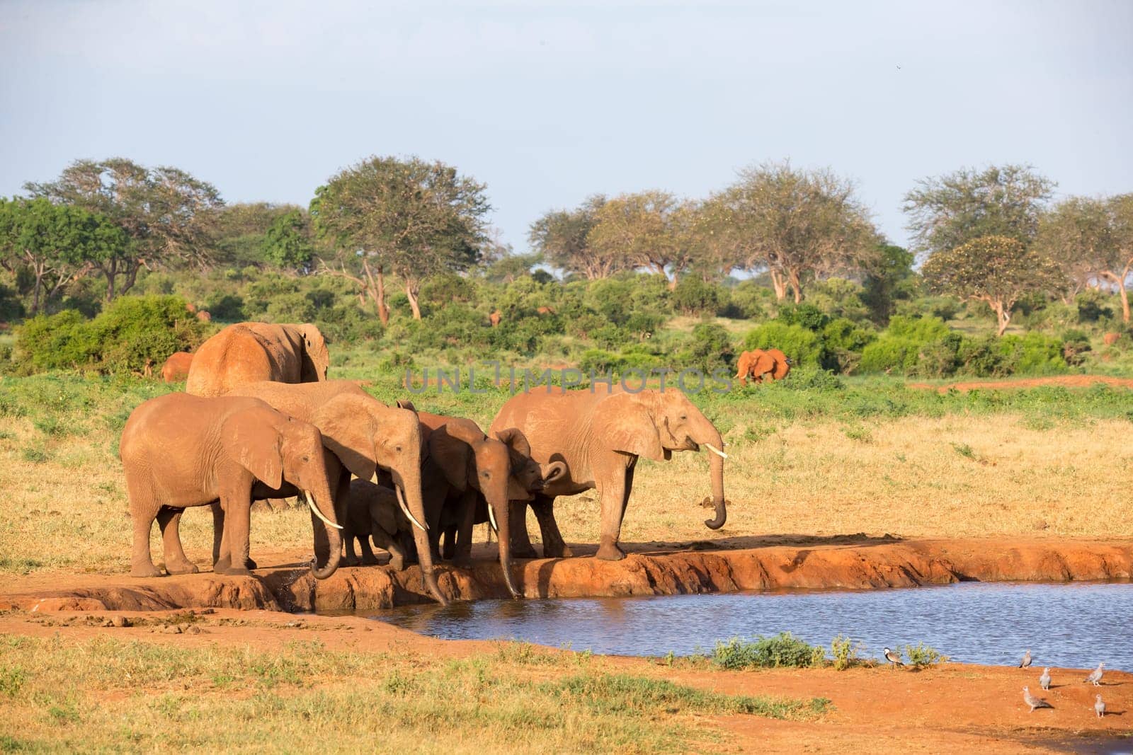 The family of red elephants at a water hole in the middle of the savannah