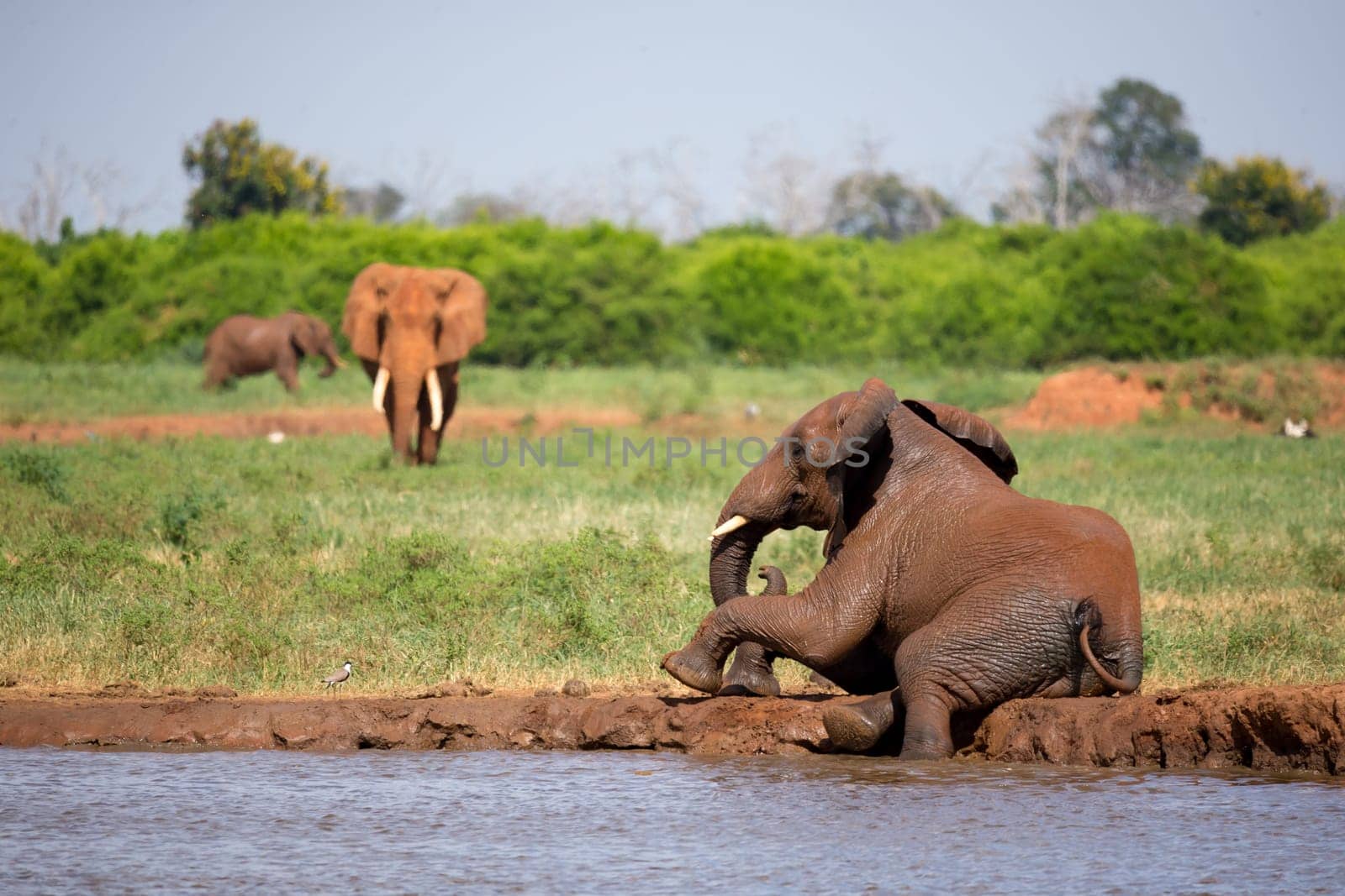 Some red elephants on the waterhole in the savannah of Kenya
