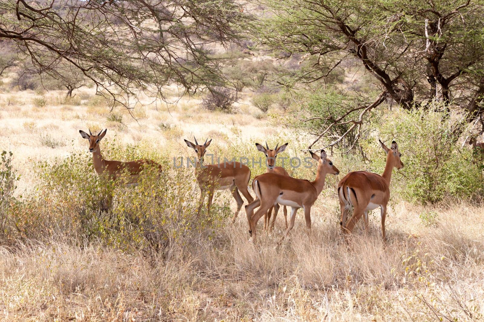 The gazelles hide behind the bushes in the savannah