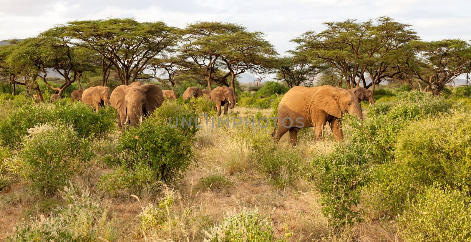 A lot of elephants go through the bushes in a jungle