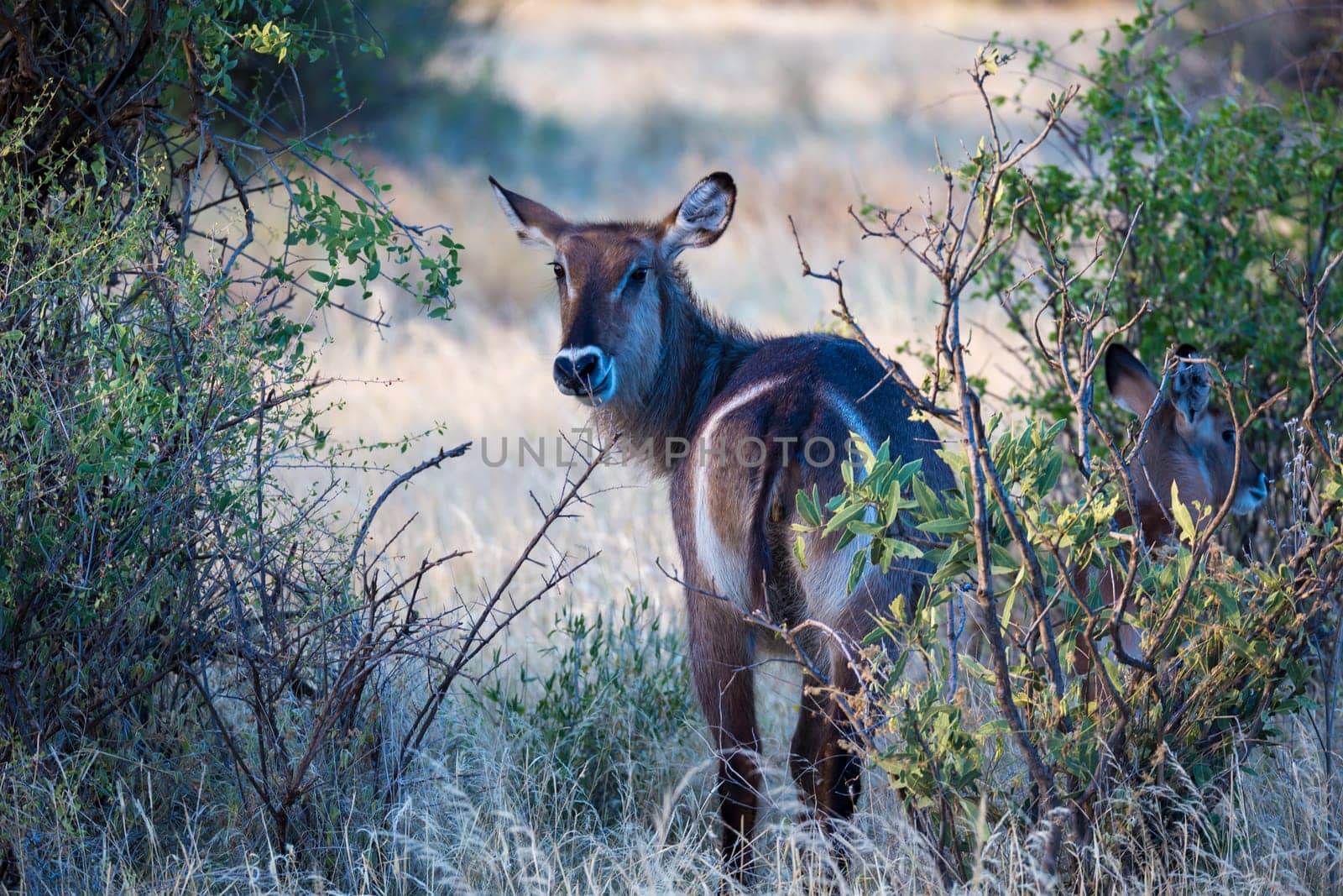 A native species of antelope in the meadow