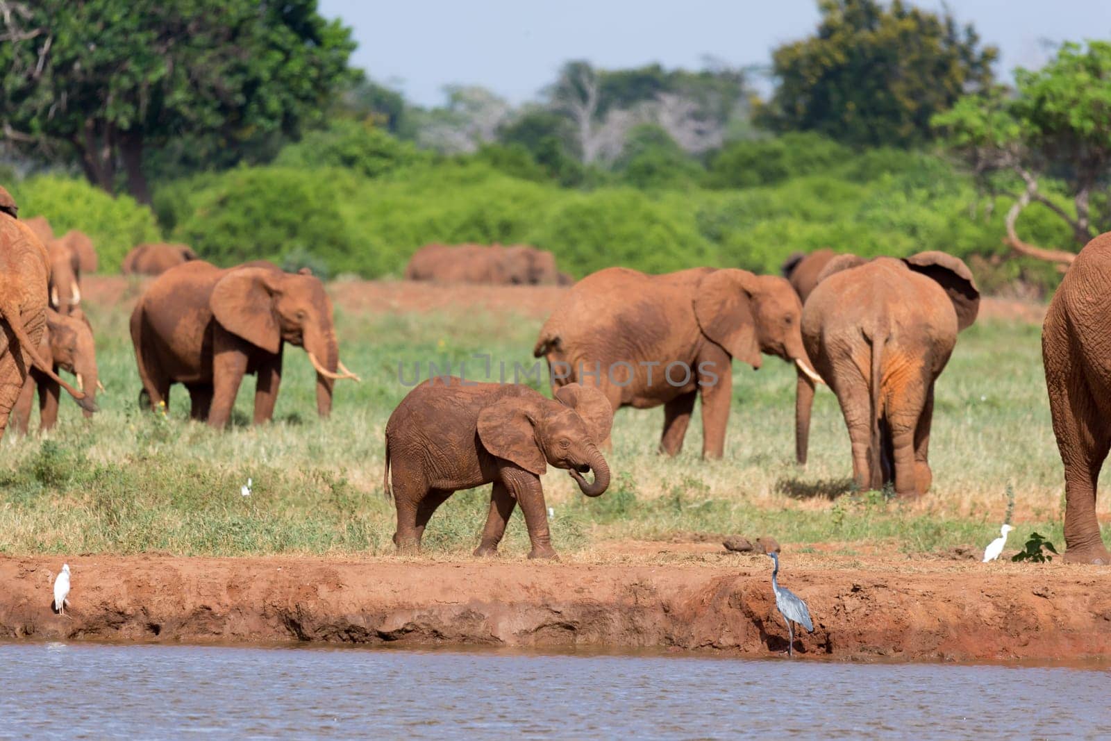 The family of red elephants at a water hole in the middle of the savannah