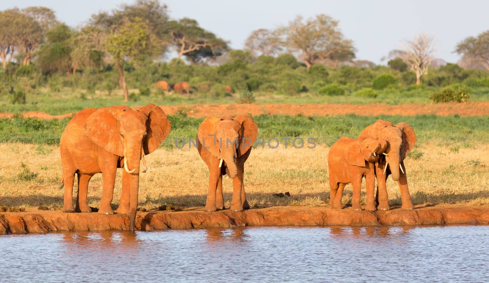 The family of red elephants at a water hole in the middle of the savannah