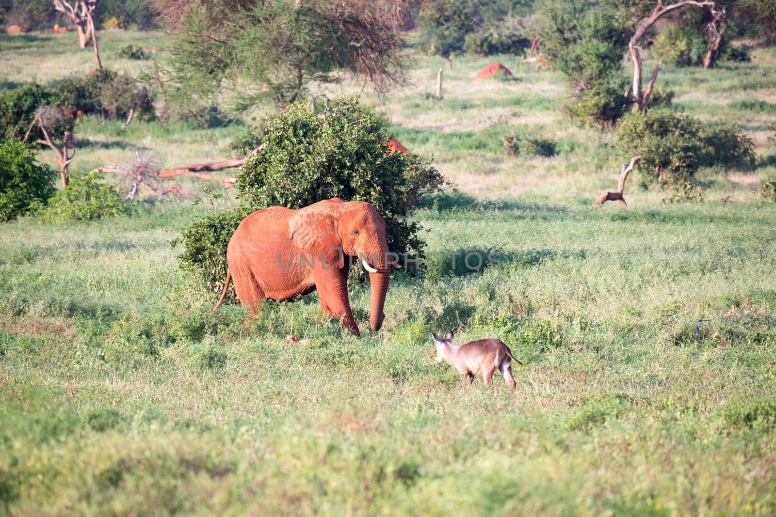 One big red elephant walks through the savannah between many plants