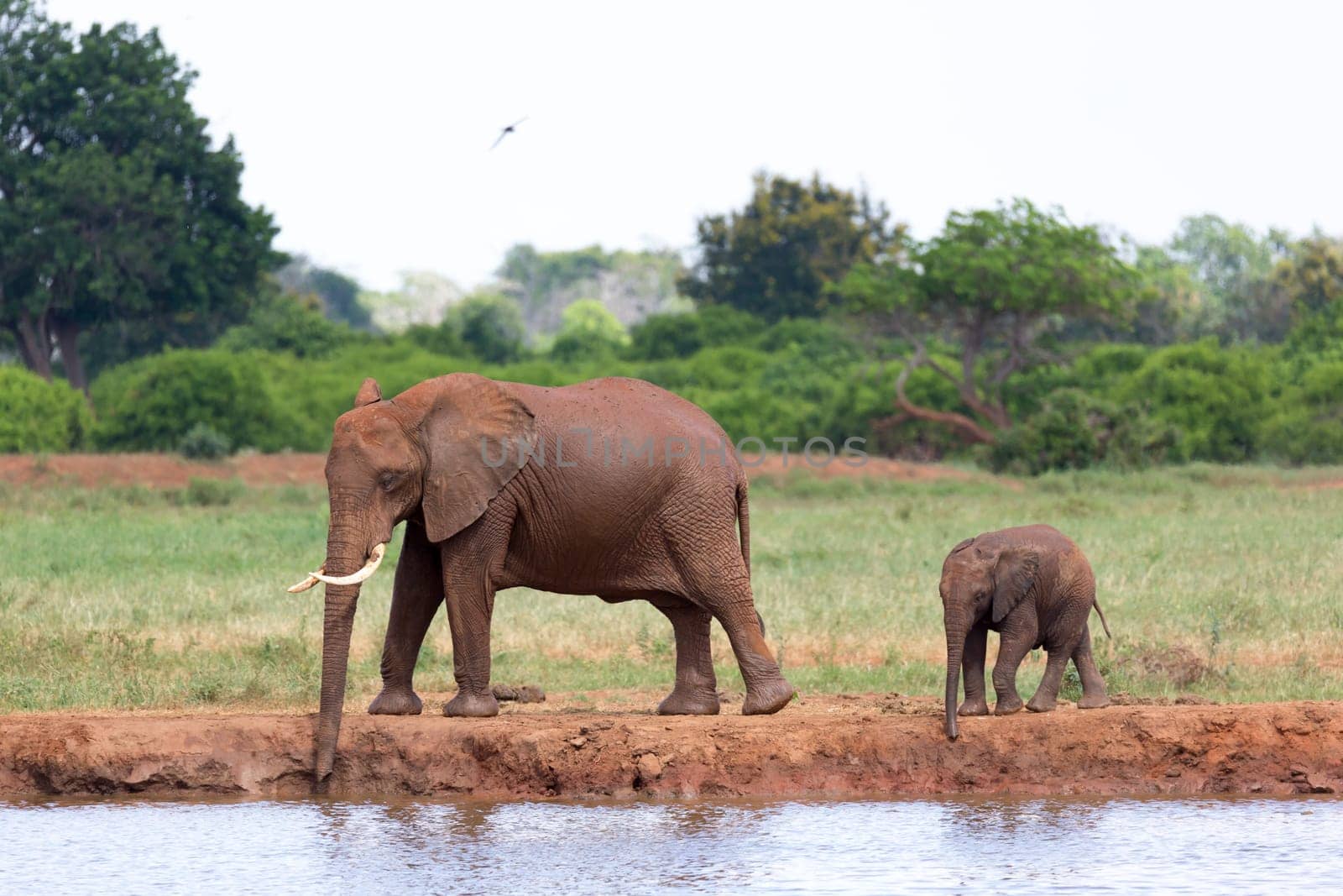 The family of red elephants at a water hole in the middle of the savannah