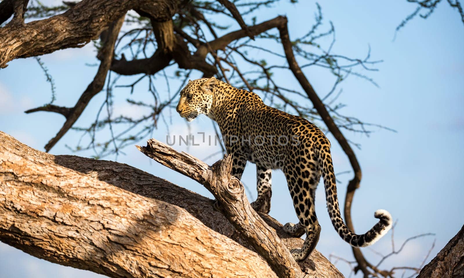 One leopard is walking up and down the tree on  its branches