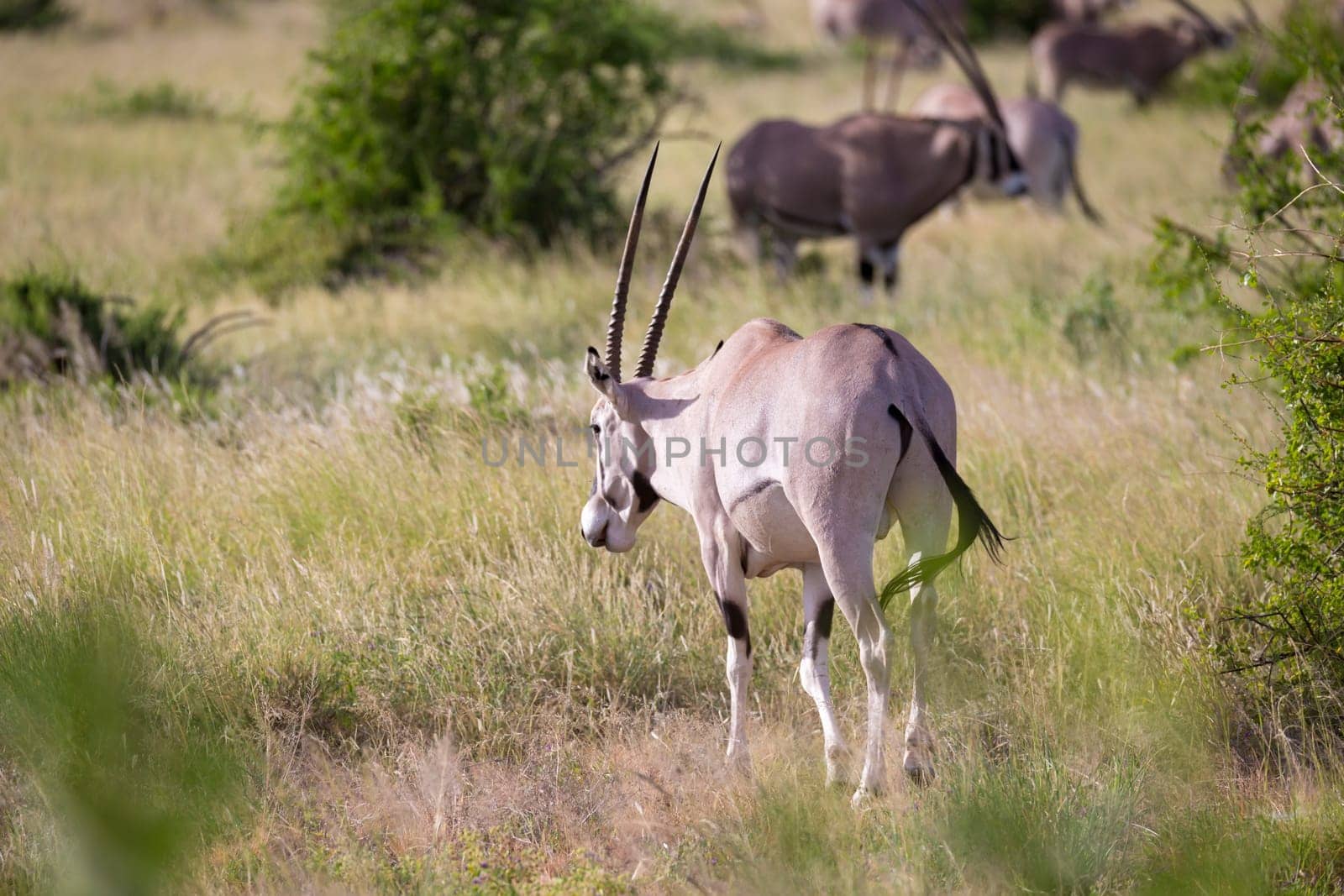 The antelopes in the grass landscape of Kenya