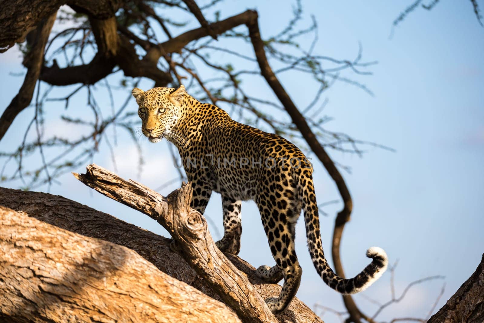 One leopard is walking up and down the tree on  its branches
