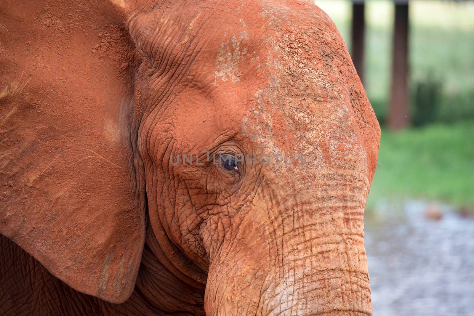 The face of one big red elephant