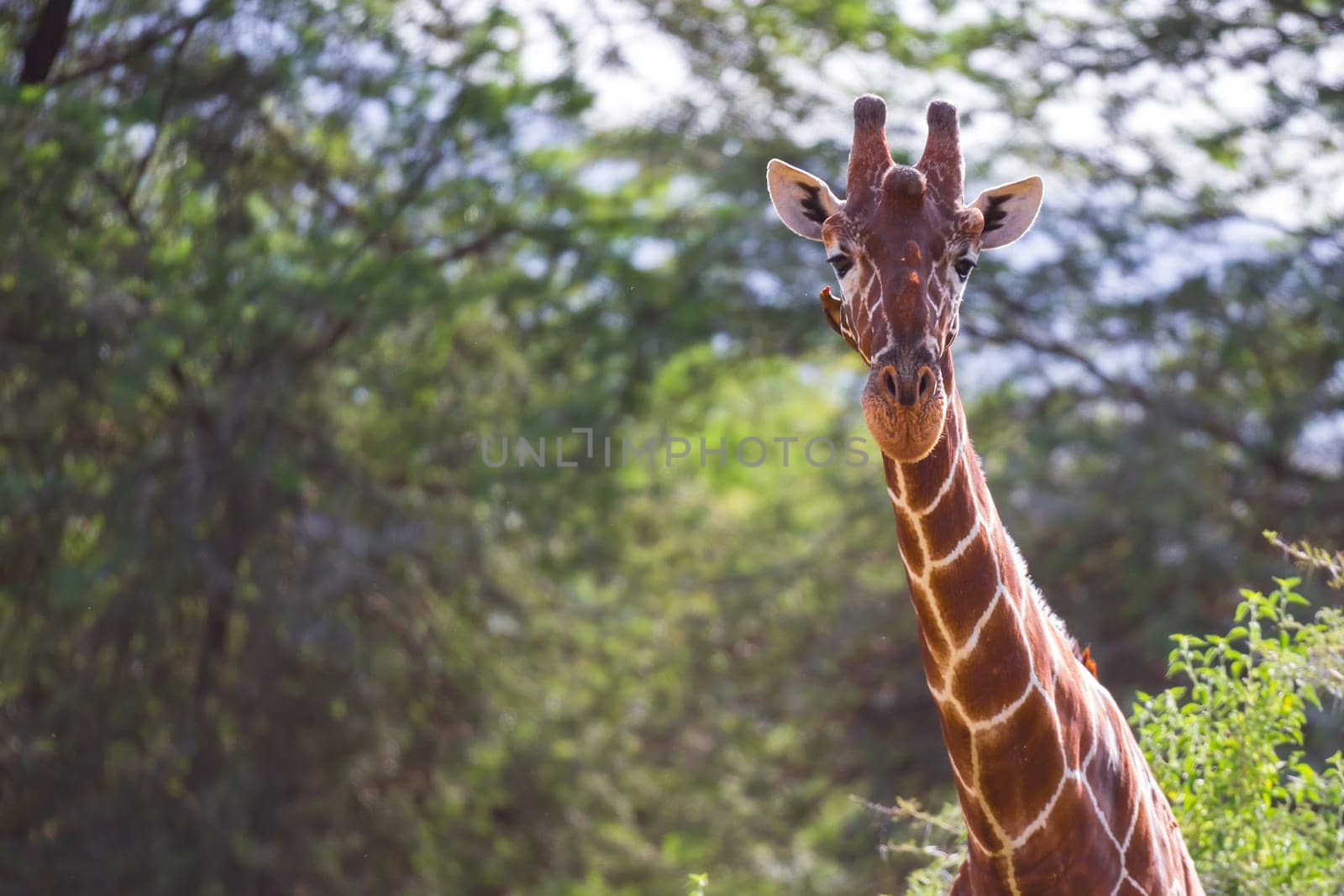 One giraffe stands between the acacia trees