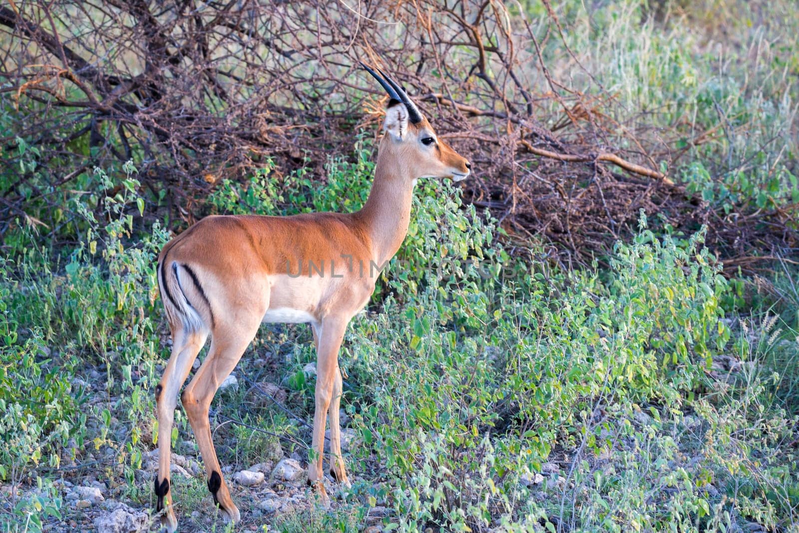 A native species of antelope in the meadow