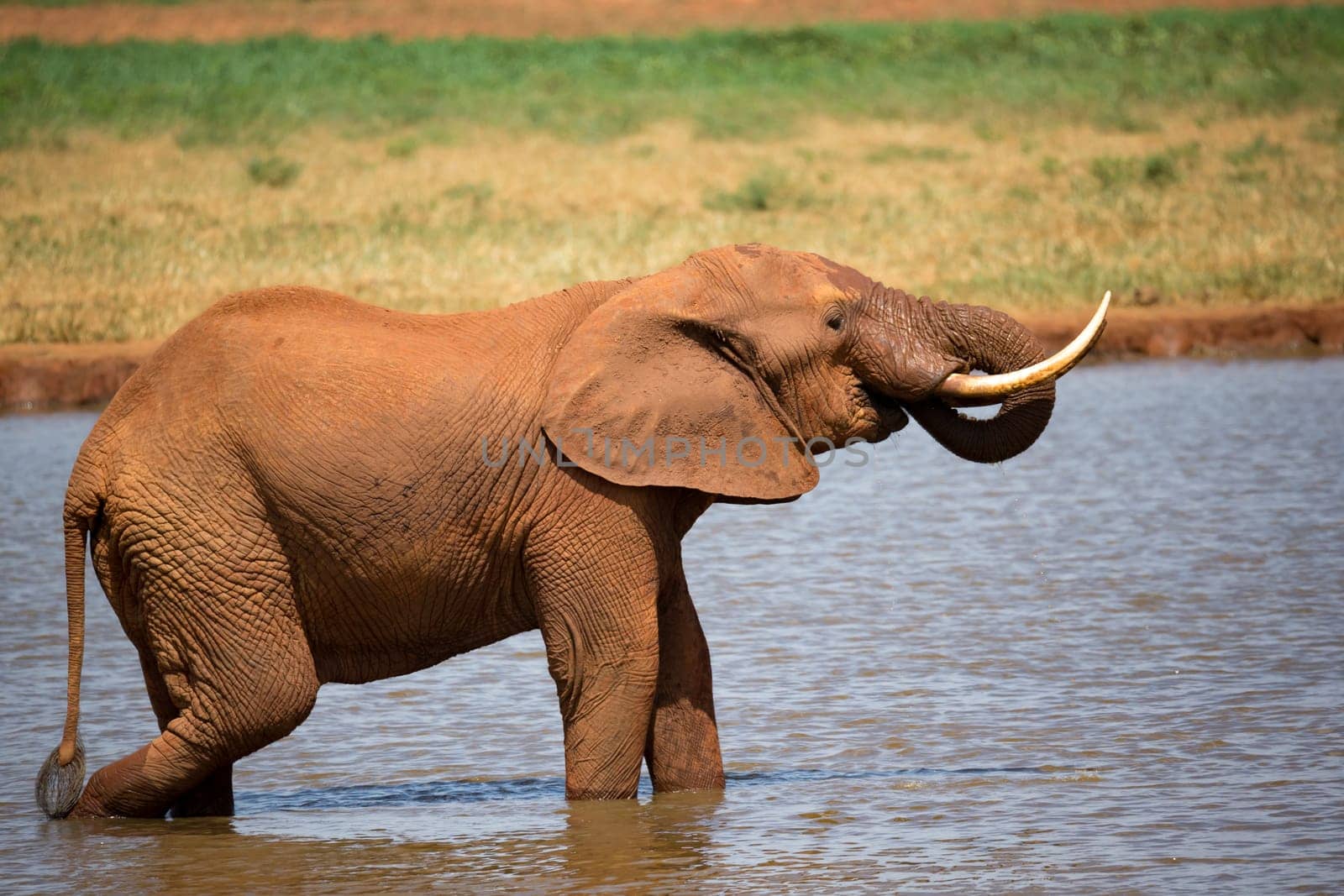 One red elephant drinks water from a water hole
