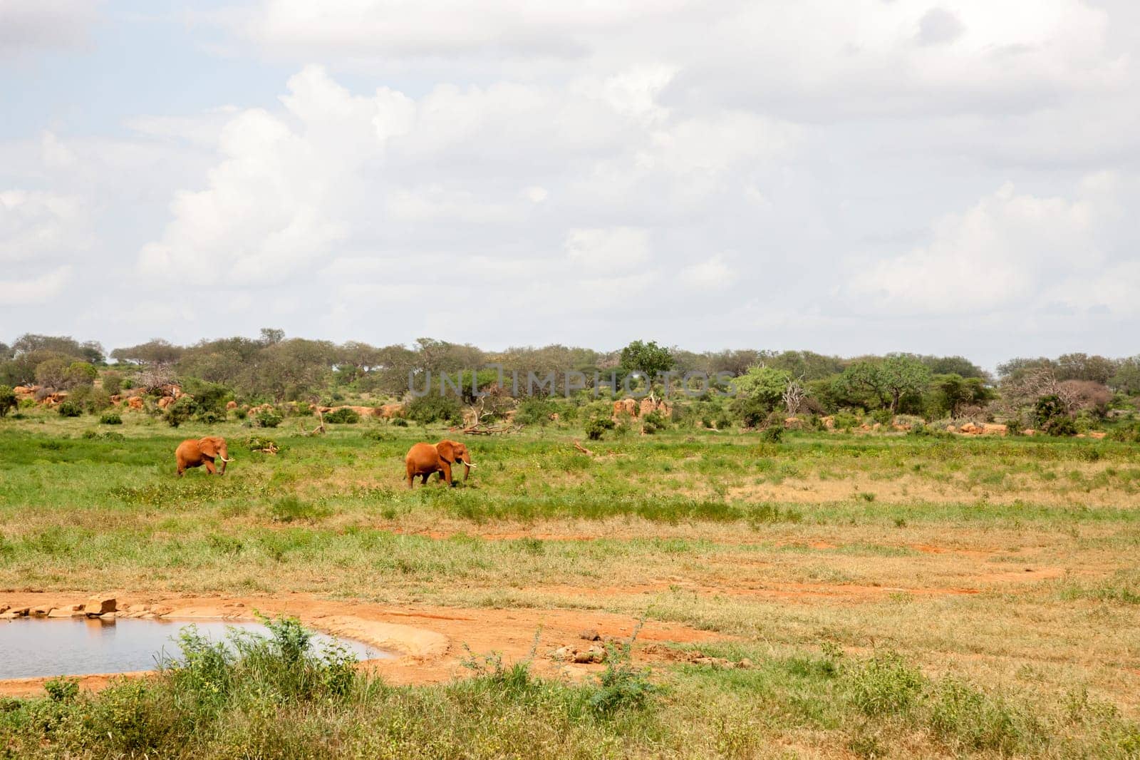 Elephants are walking throught the savannah near the waterhole with a lot of green plants