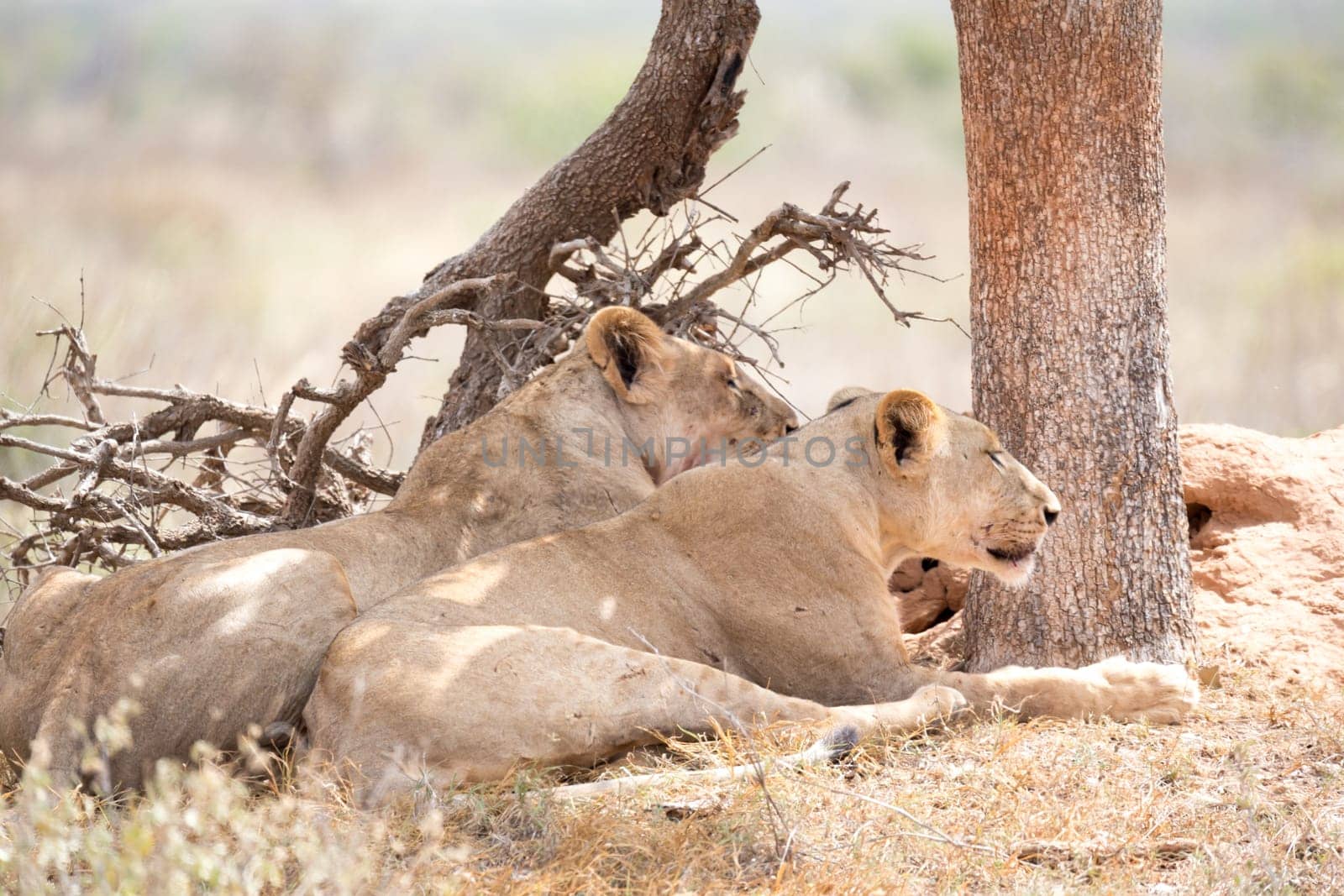 Some lions rest in the shade of a tree