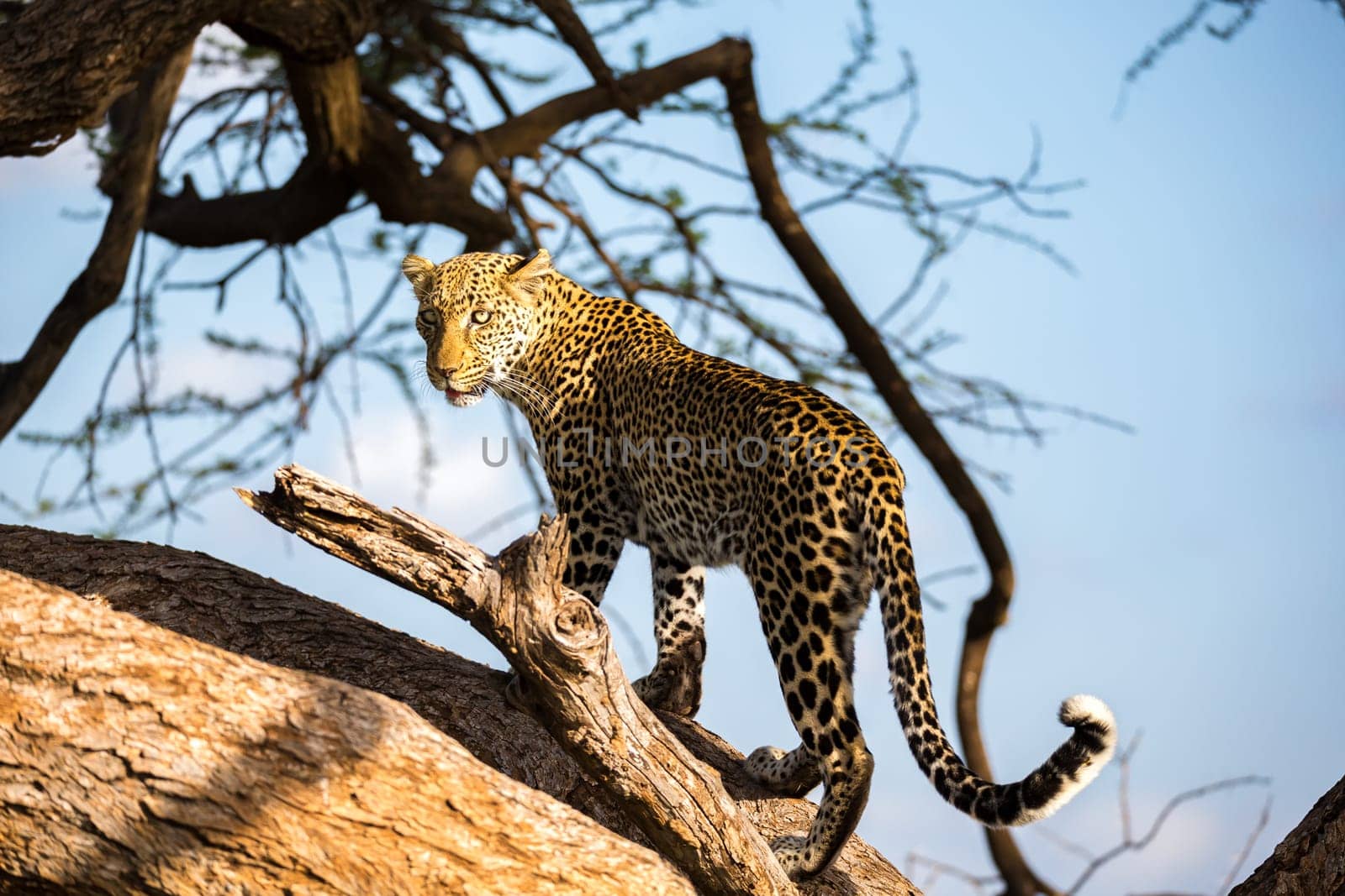 One leopard is walking up and down the tree on  its branches