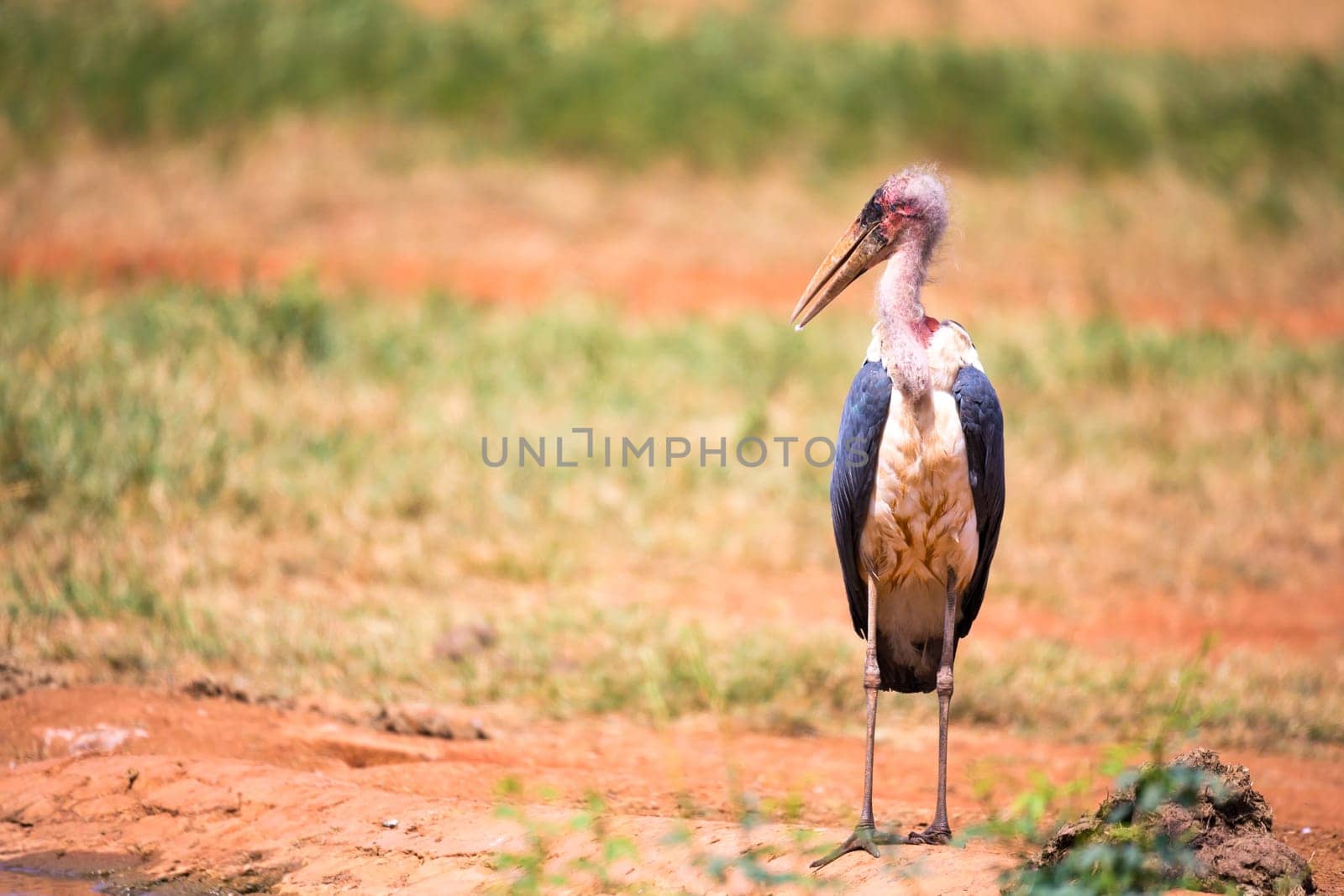 One marabou bird in the savanna with red soil