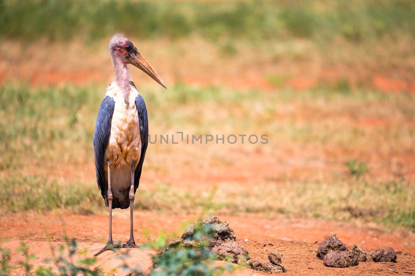 One marabou bird in the savanna with red soil
