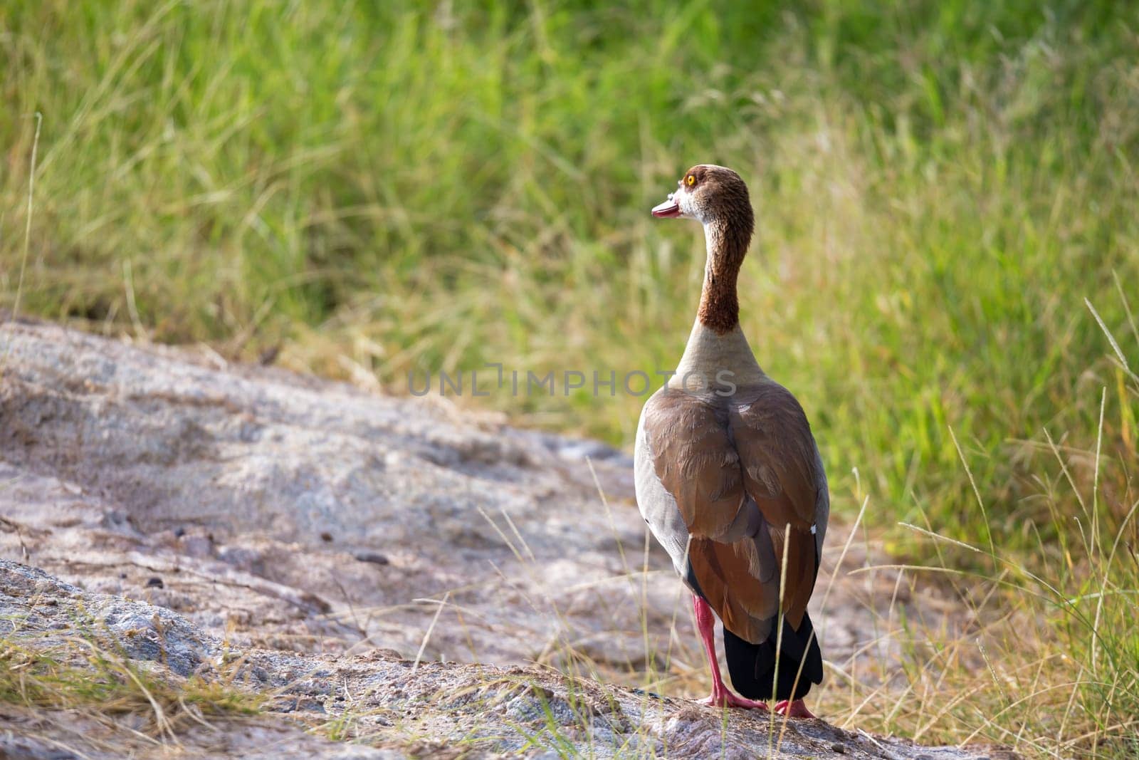 A native very colorfull bird in the landscape of Kenya