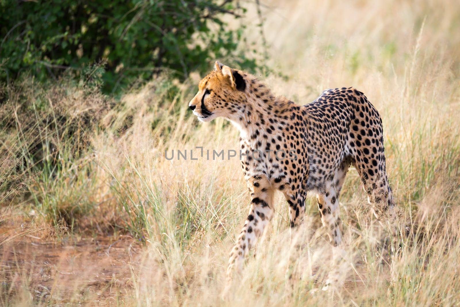 One portrait of a cheetah in the grass landscape