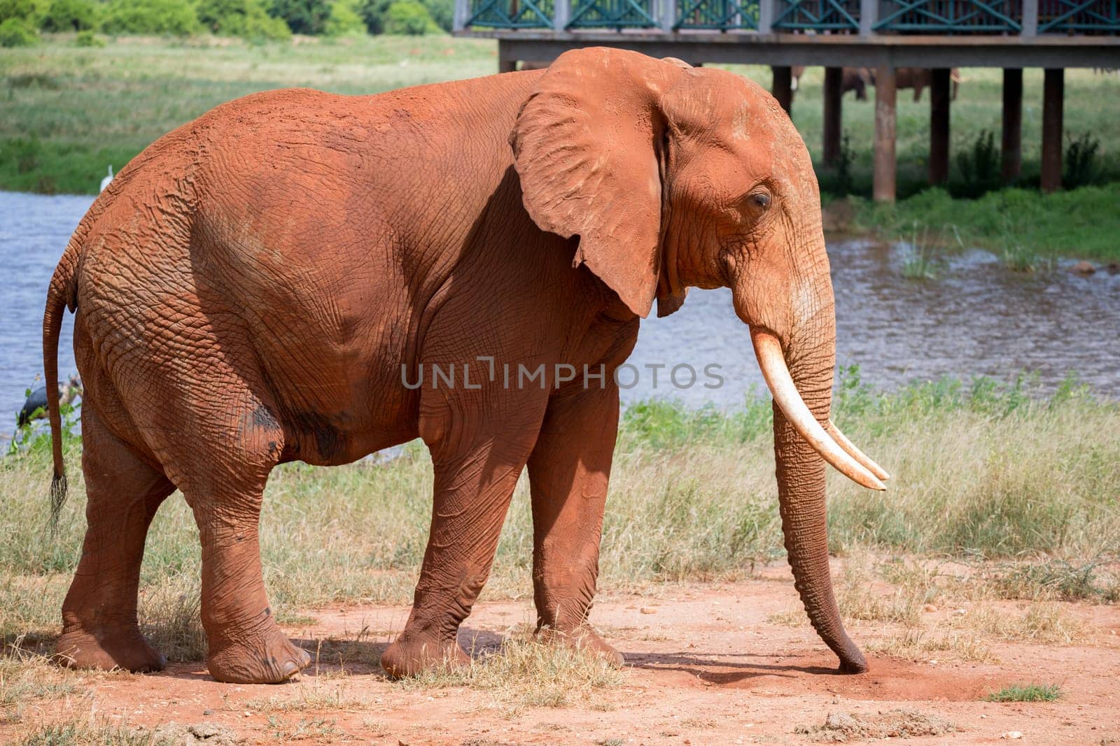 One big red elephant is walking near the waterhole