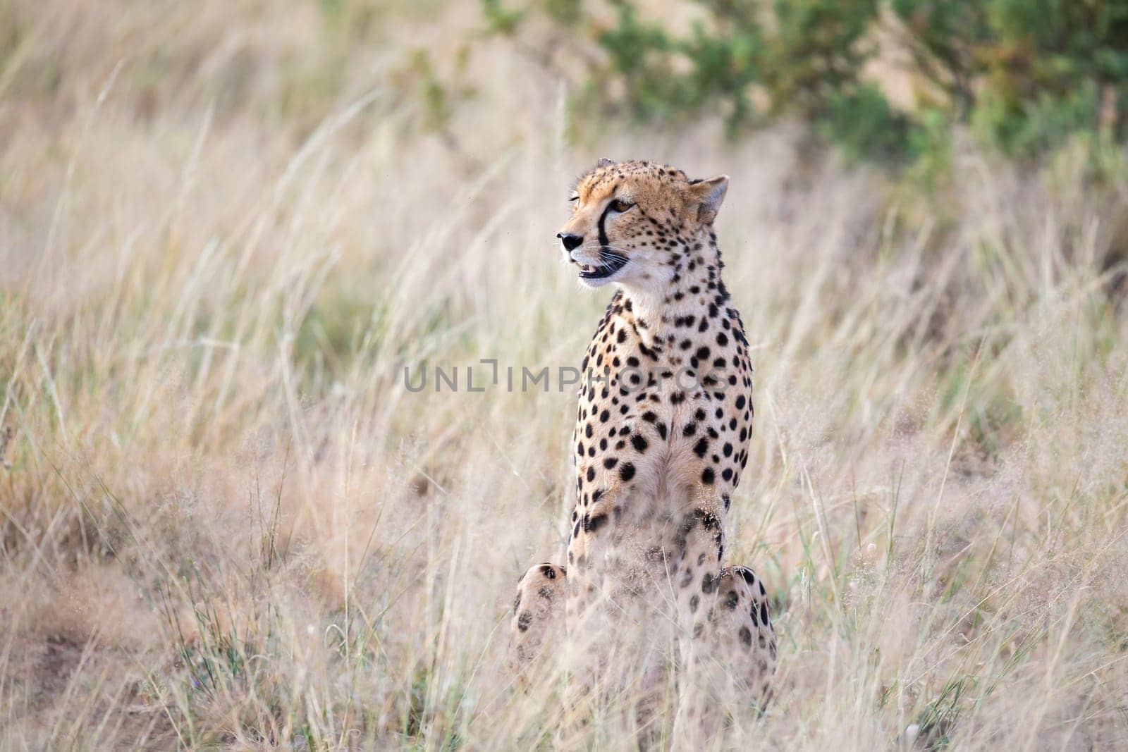 The cheetah sits in the savannah looking for prey