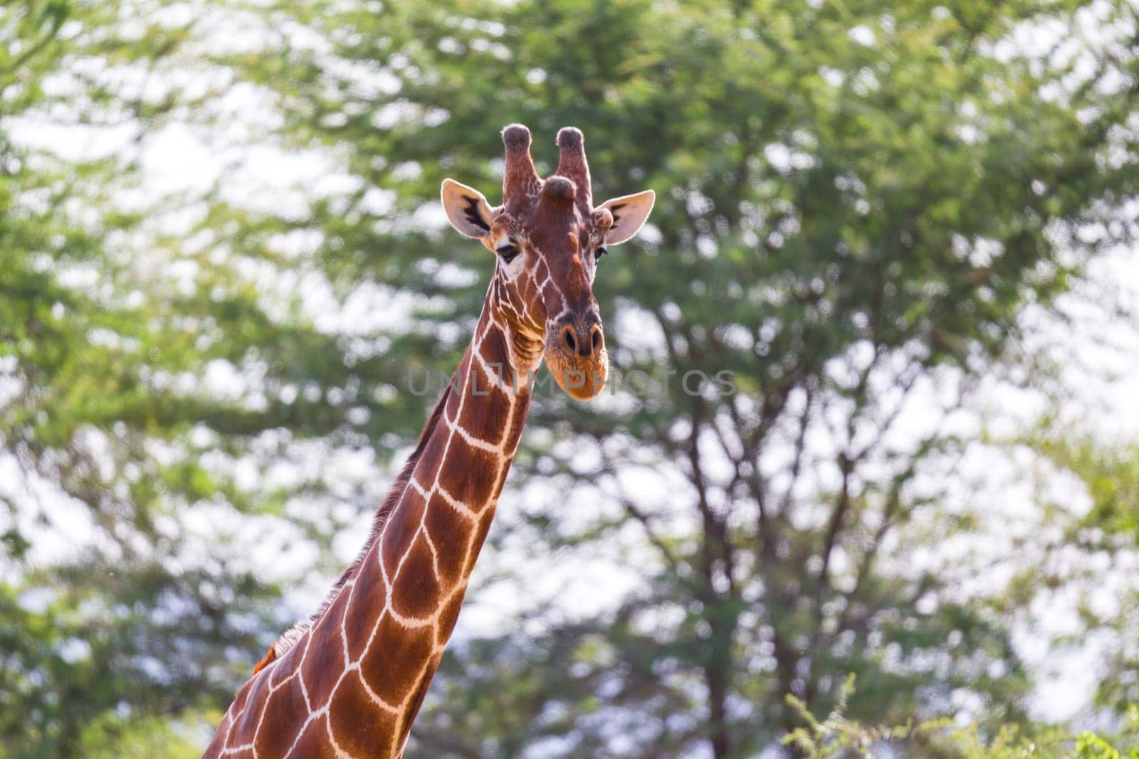 A face of a giraffe in close-up