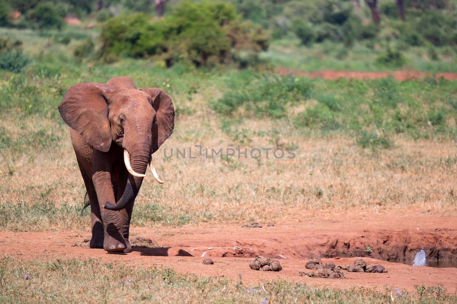 A red elephant is walking in the savannah of Kenya