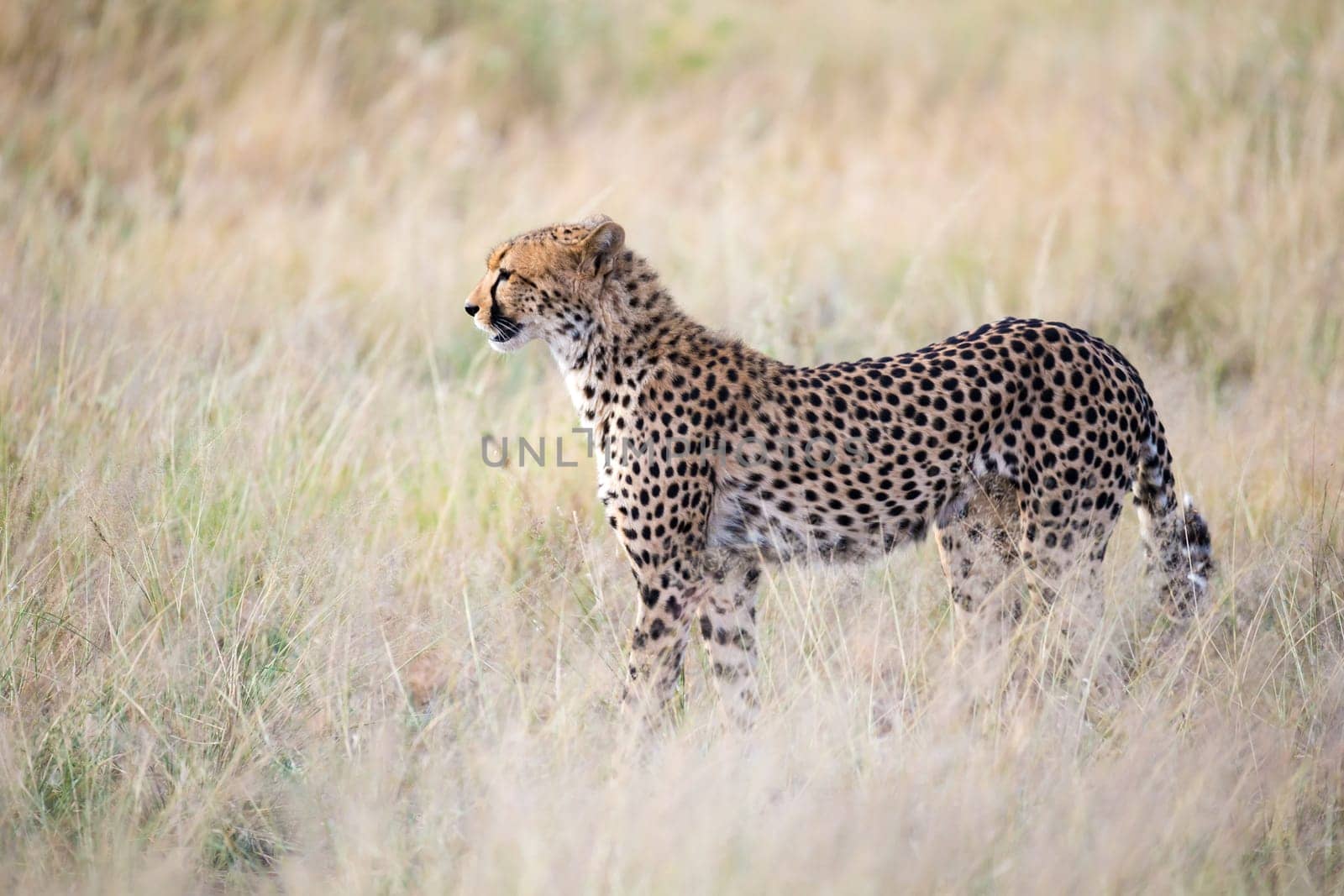 The cheetah walks in the high grass of the savannah looking for something to eat