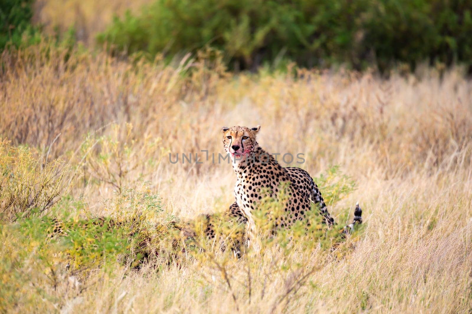 The cheetah eating in the middle of the grass