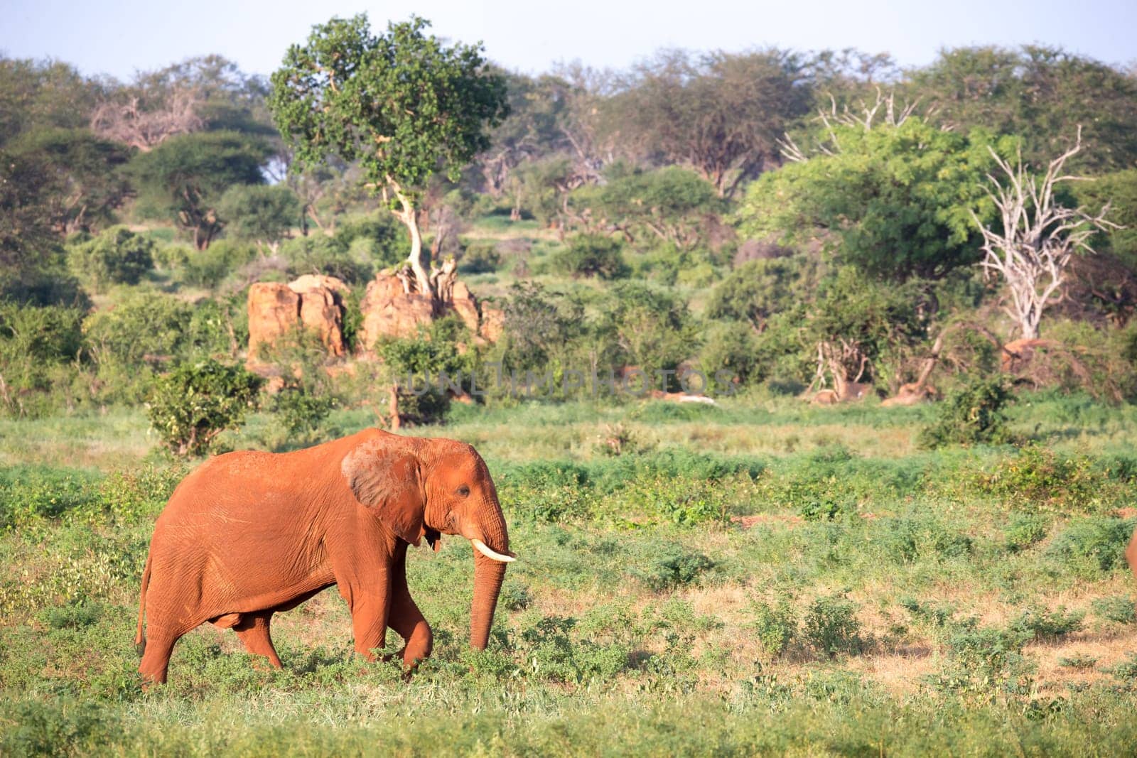 One big red elephant walks through the savannah between many plants
