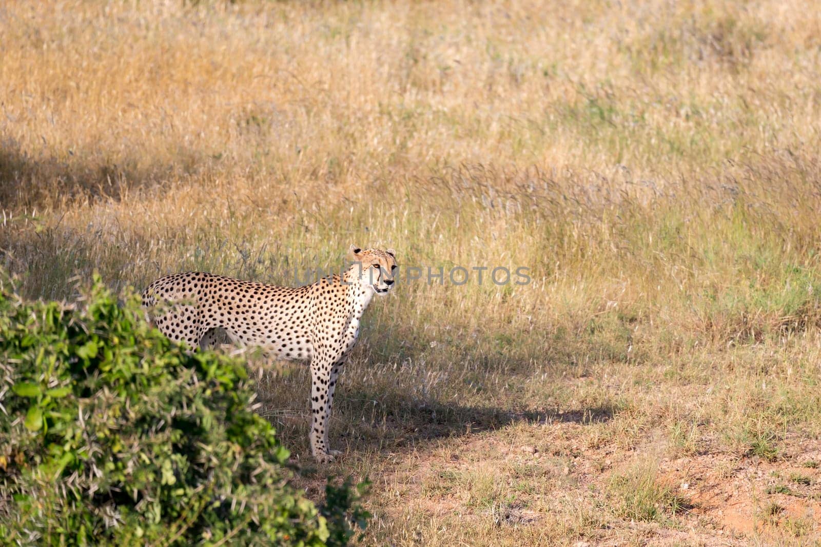 A Cheetah in the grassland of the savannah in Kenya