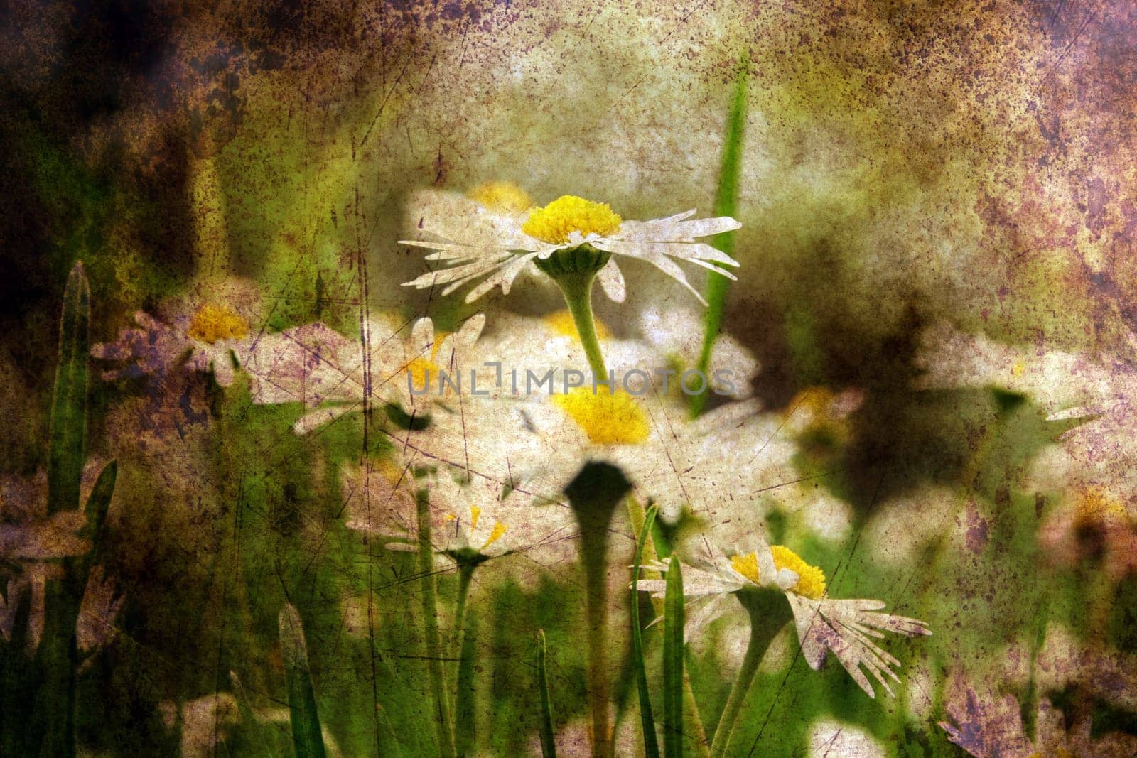 Camomile on a field grunge concept