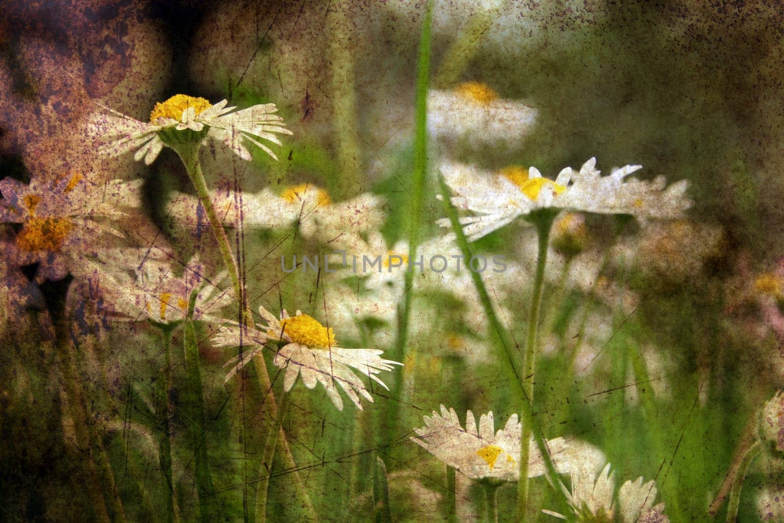 Camomile on a field grunge concept