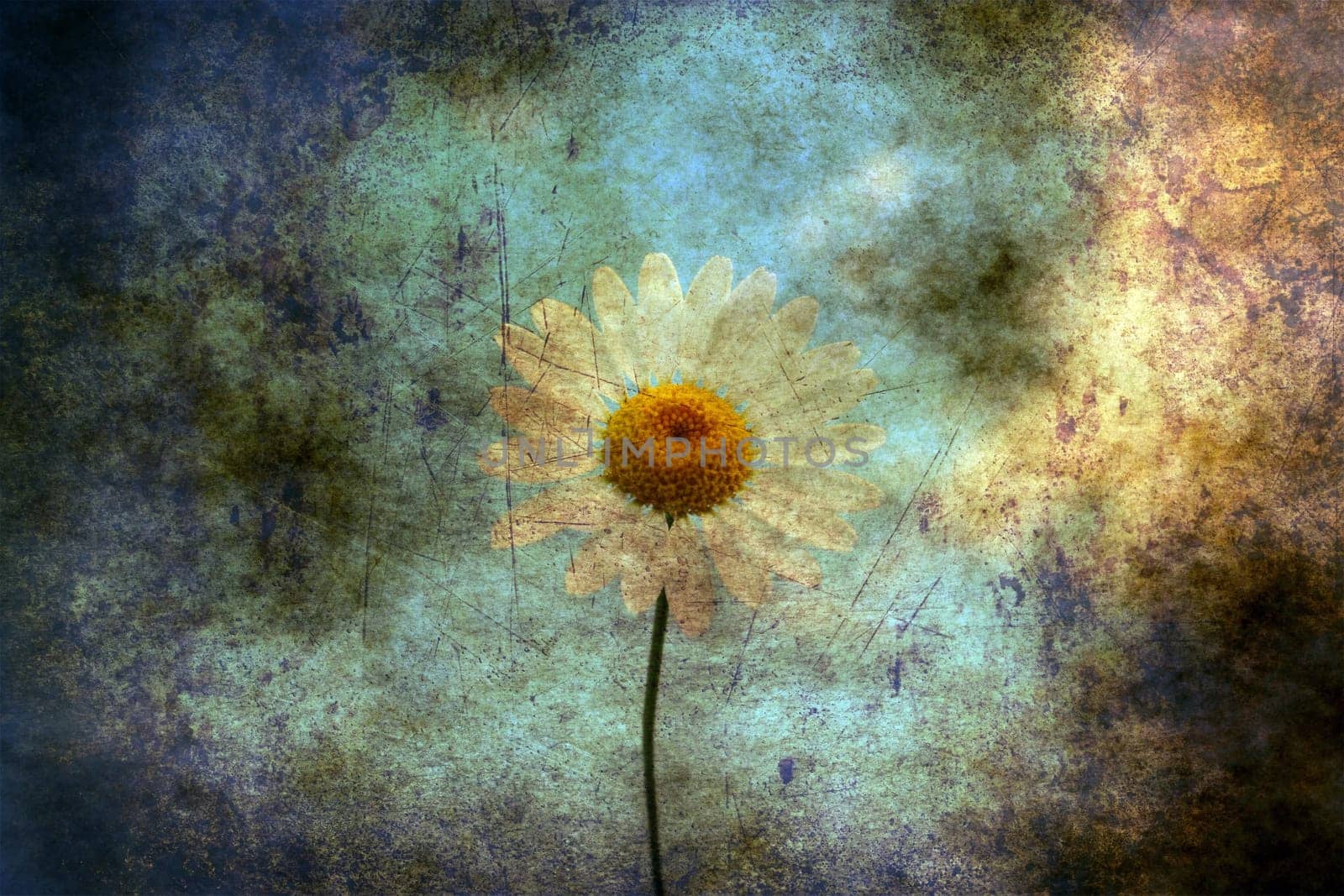 Camomile on a field grunge concept