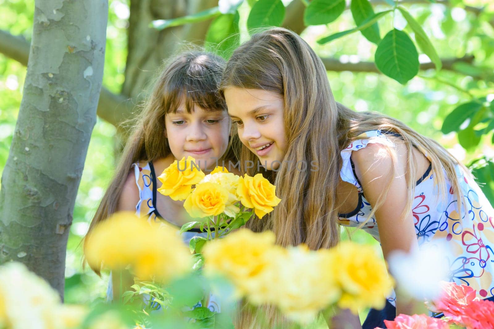 Two girls enjoy the beauty of yellow roses in the garden