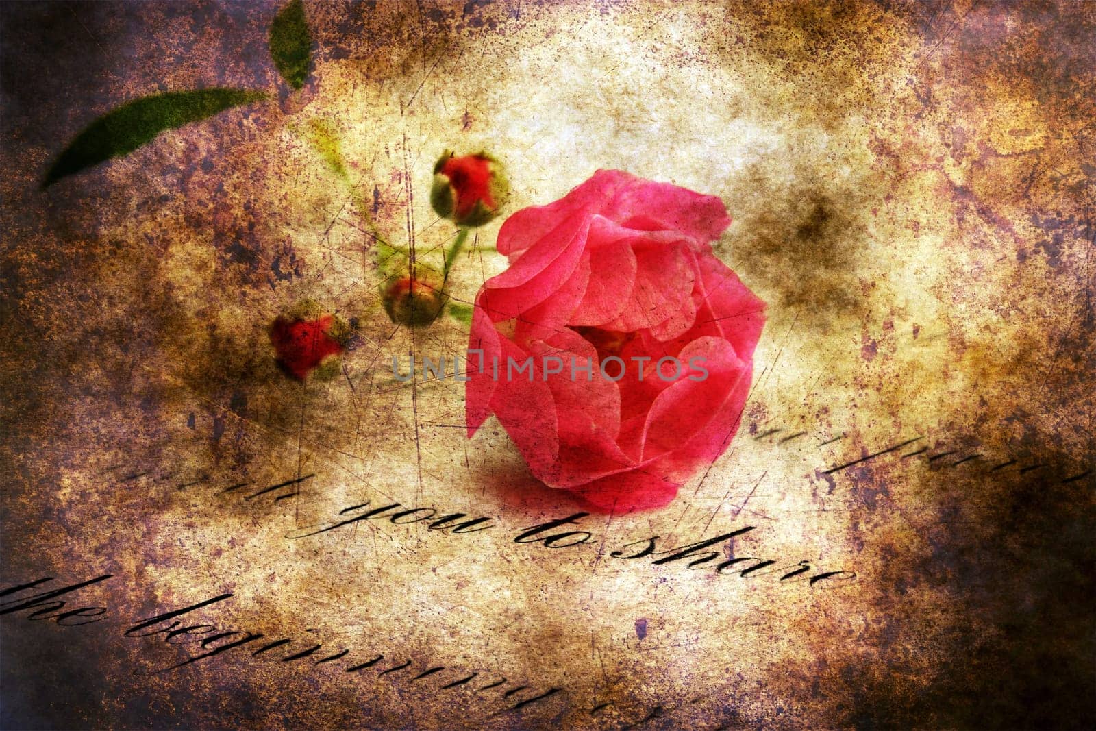Love letter and rose
