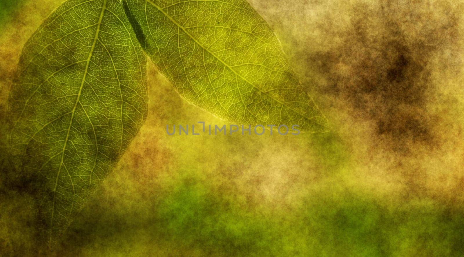 Green leaves grunge concept