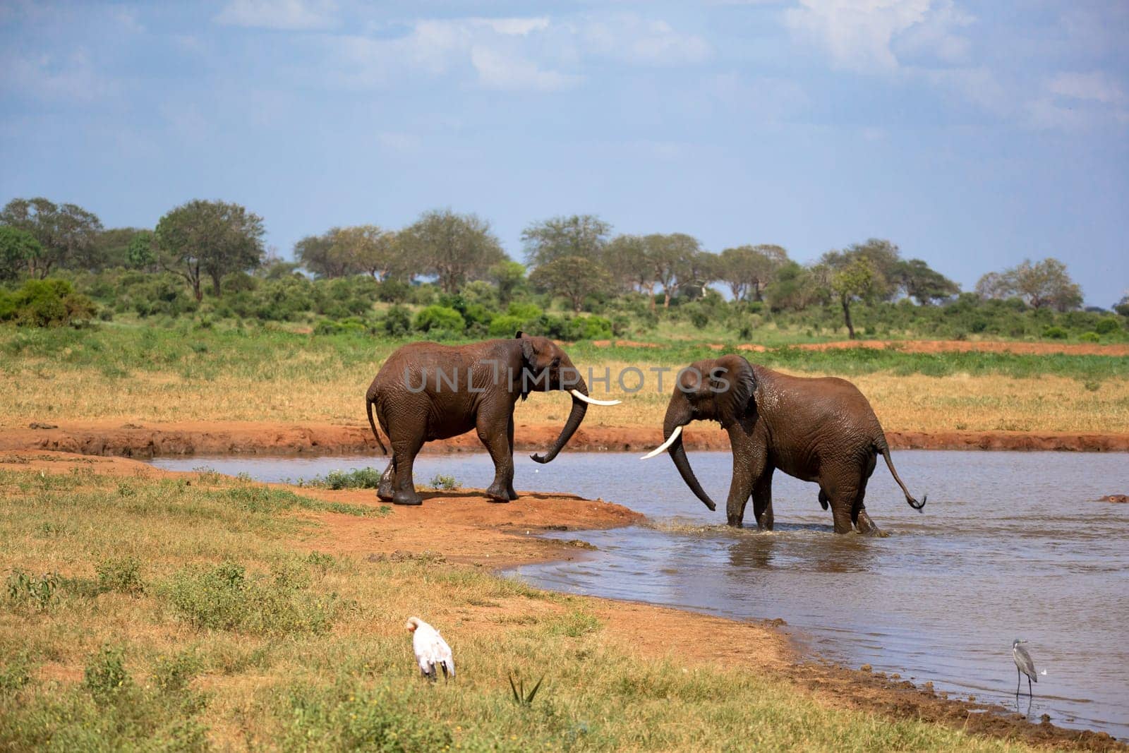 Some red elephants on the waterhole in the savannah of Kenya