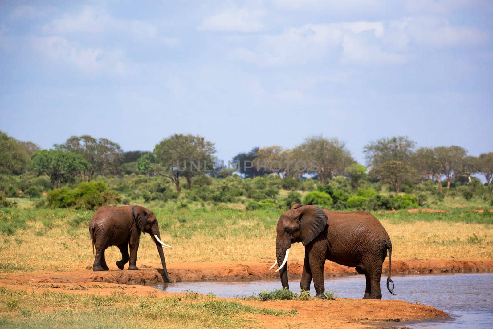 Some red elephants on the waterhole in the savannah of Kenya