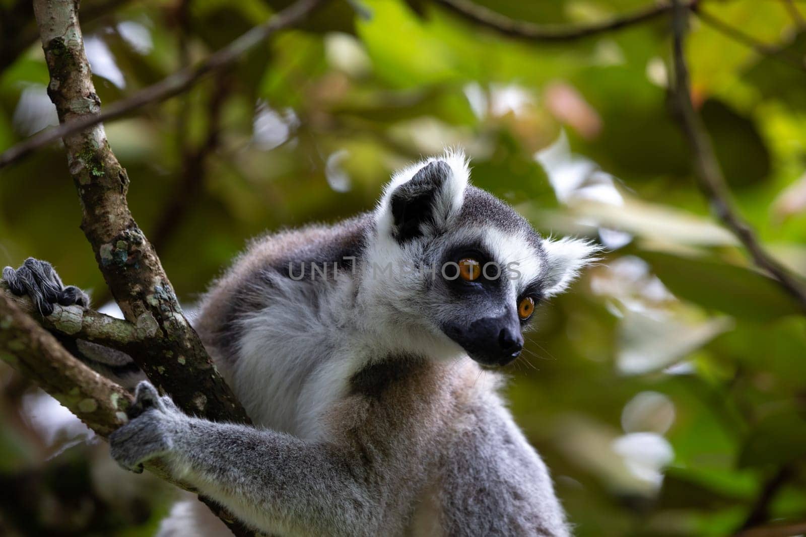 The ring-tailed lemur in the rainforest on the island of Madagascar