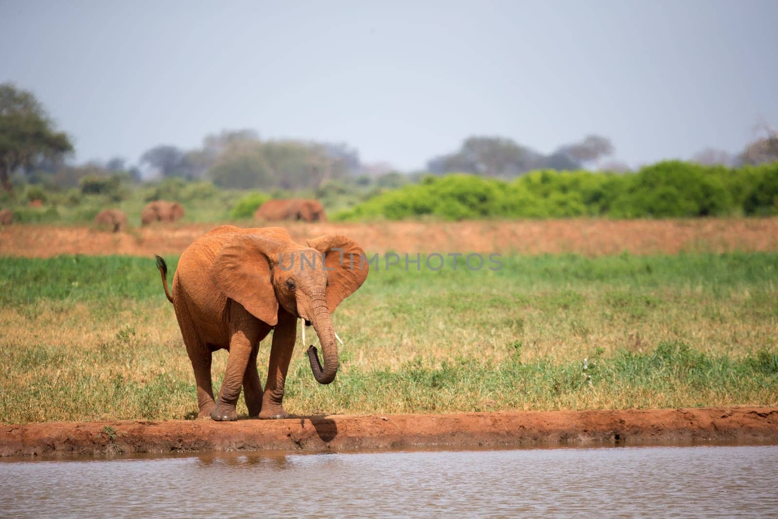 A red elephant is drinking water from the waterhole
