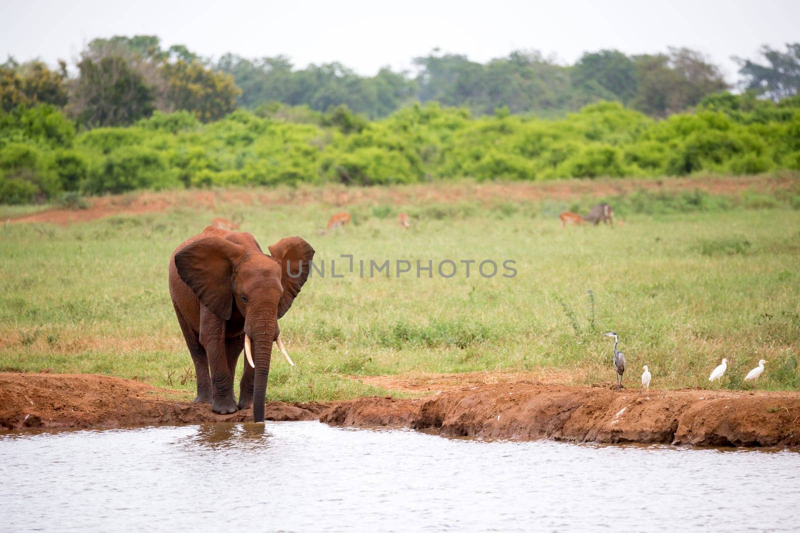 A red elephant is drinking water from the waterhole
