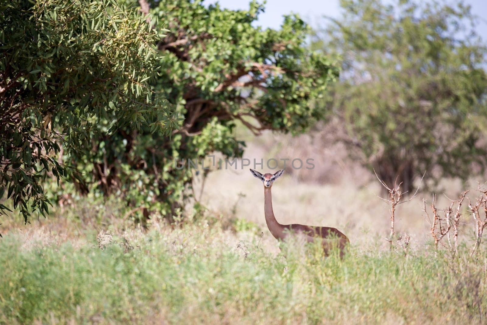 An antelope with a log neck is standing between the bush and watching