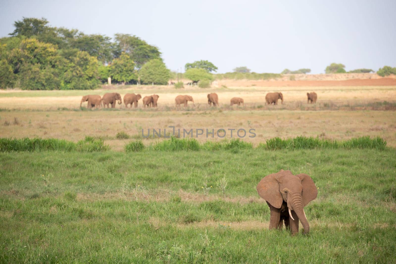 A lot of elephants are walking in the grassland of the savannah in Kenya