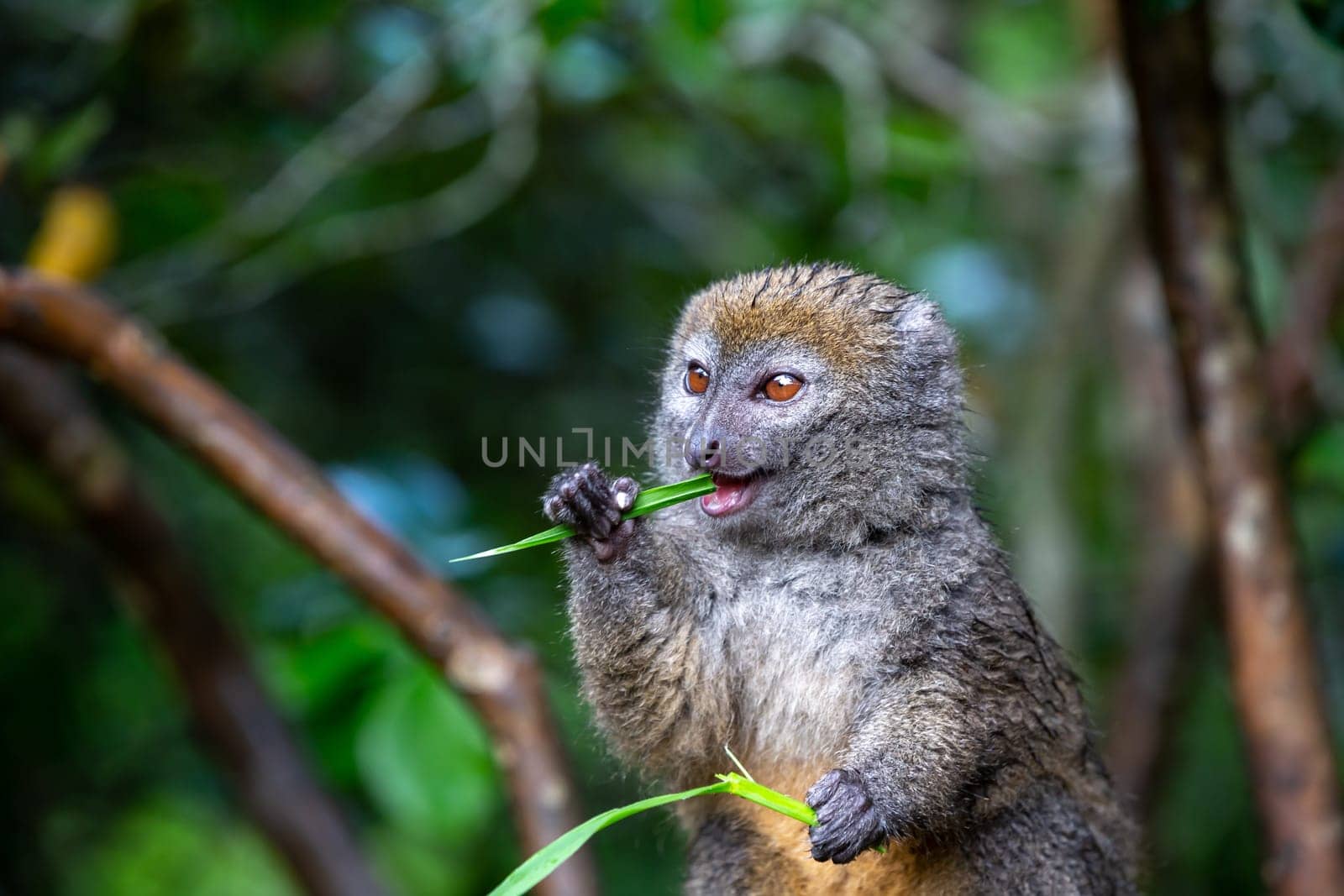 One small lemur on a branch eats on a blade of grass